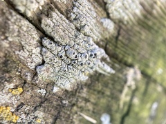 Pseudothelomma occidentale