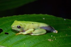 Agalychnis moreletii