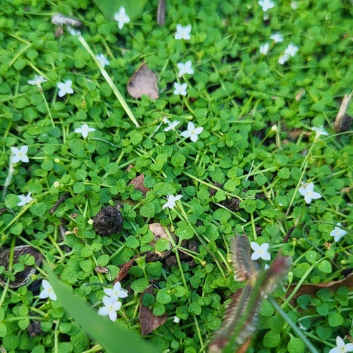 Oldenlandiopsis callitrichoides