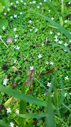 Oldenlandiopsis callitrichoides, photograph 1
