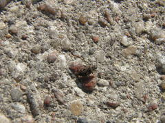 Sphragisticus nebulosus