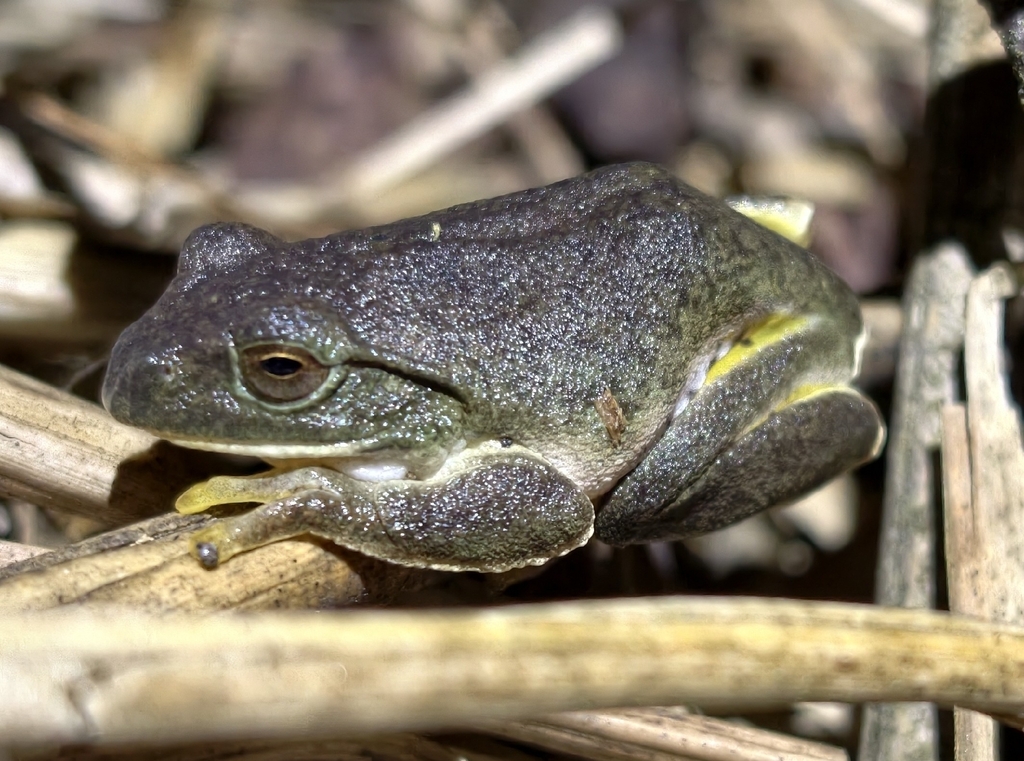 Black-Snouted Flying Frog