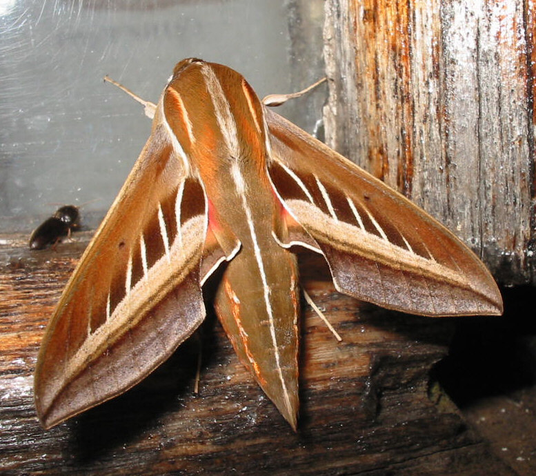 Basiothia