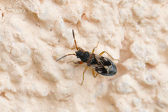 Scolopostethus affinis