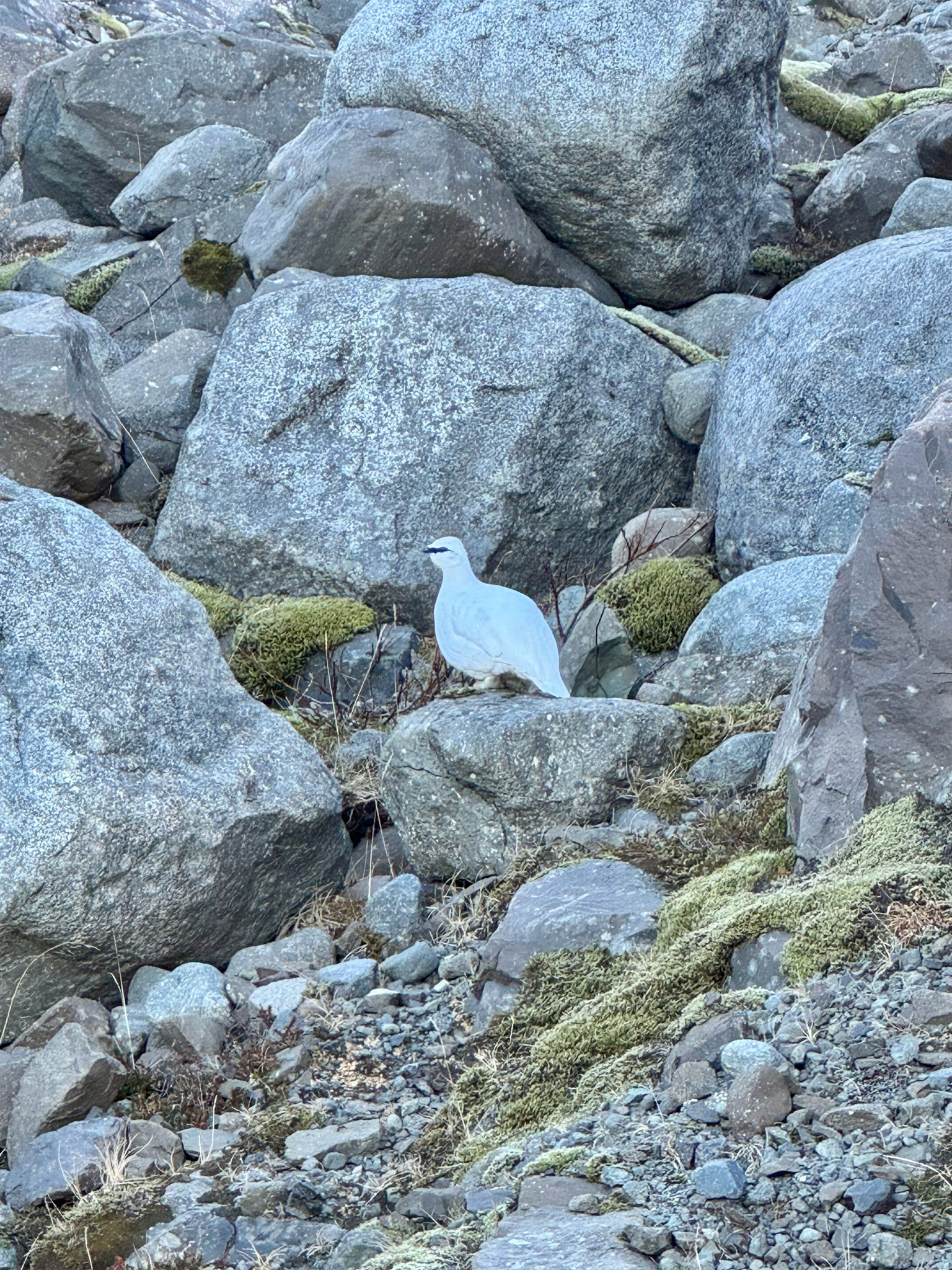 Rock Ptarmigan (Lagopus muta), photo 2
