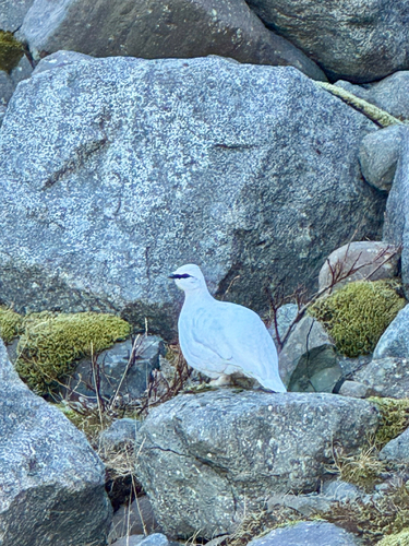 Rock Ptarmigan (Lagopus muta)