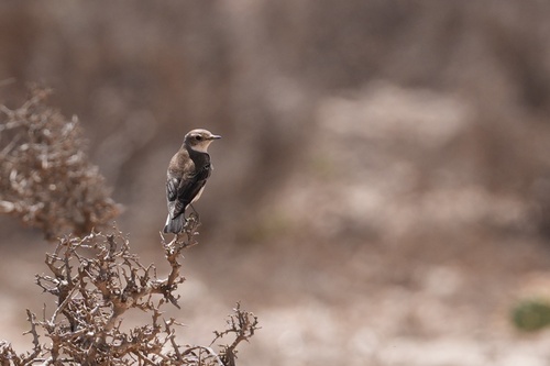Pied Wheatear