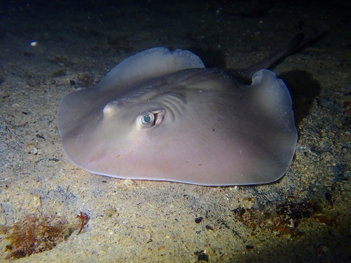 Trygonoptera mucosa (Whitley, 1939)