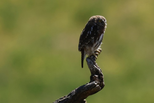 Austral Pygmy Owl (Glaucidium nana), photo 6