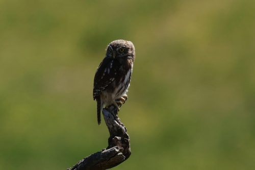 Austral Pygmy Owl (Glaucidium nana), photo 7