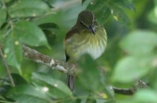 Bright-rumped Attila (Attila spadiceus), photo 7
