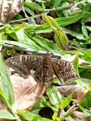 Euthalia adonia pinwilli