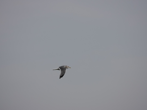 Kamchatka Gull｜堪察加鸥 参考照片