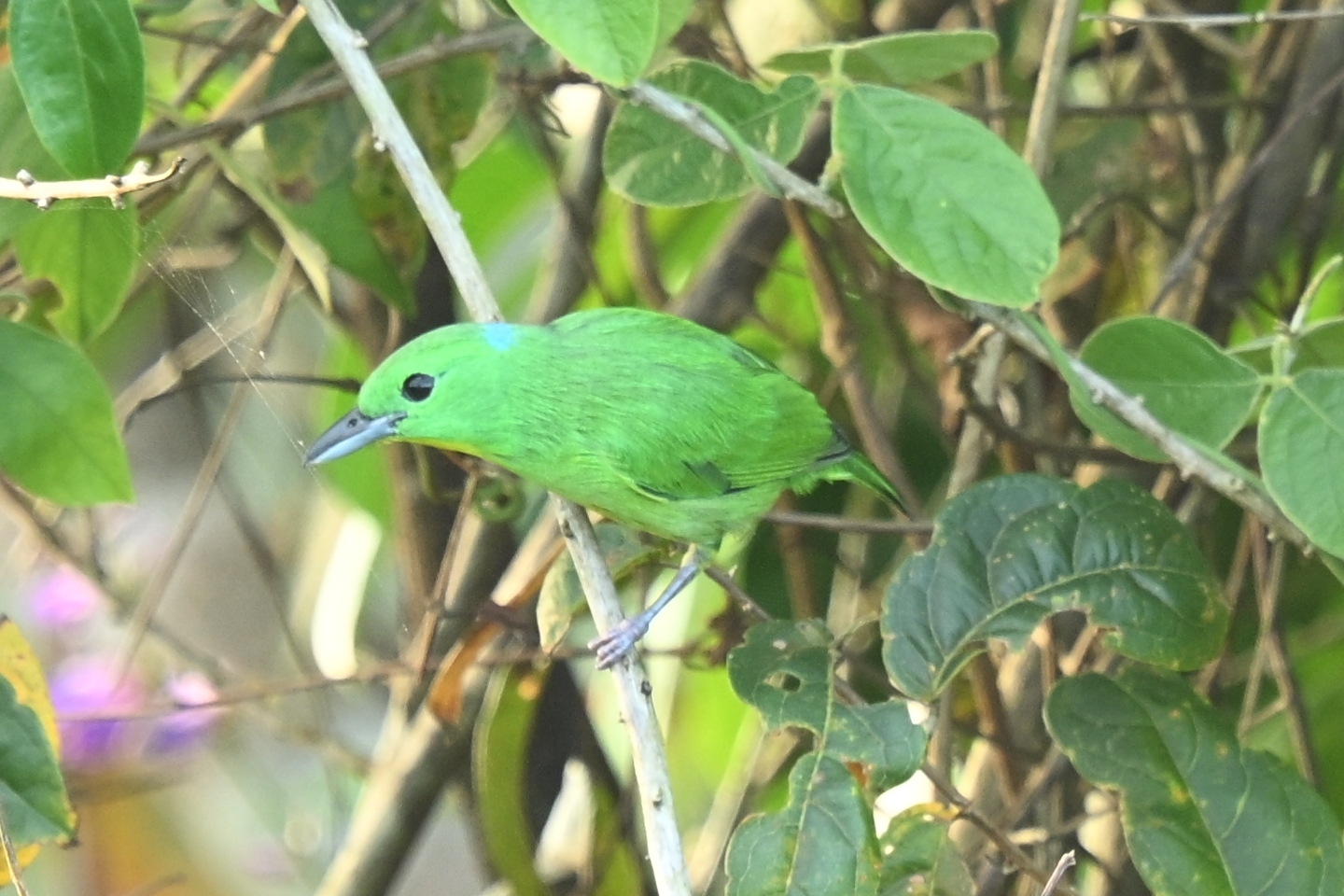 Green Shrike-Vireo (Vireolanius pulchellus), photo 3