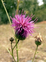 Centaurea scabiosa adpressa