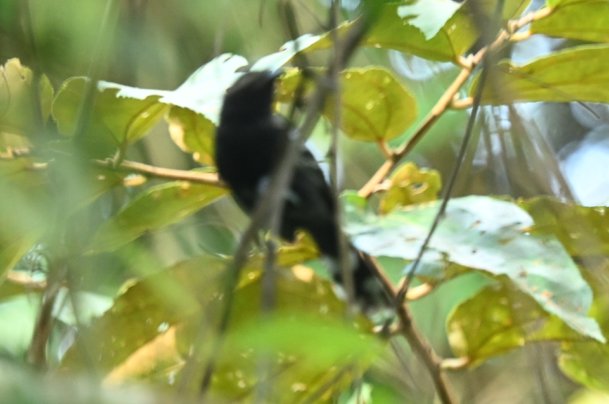 Jet Antbird (Cercomacra nigricans), photo 2
