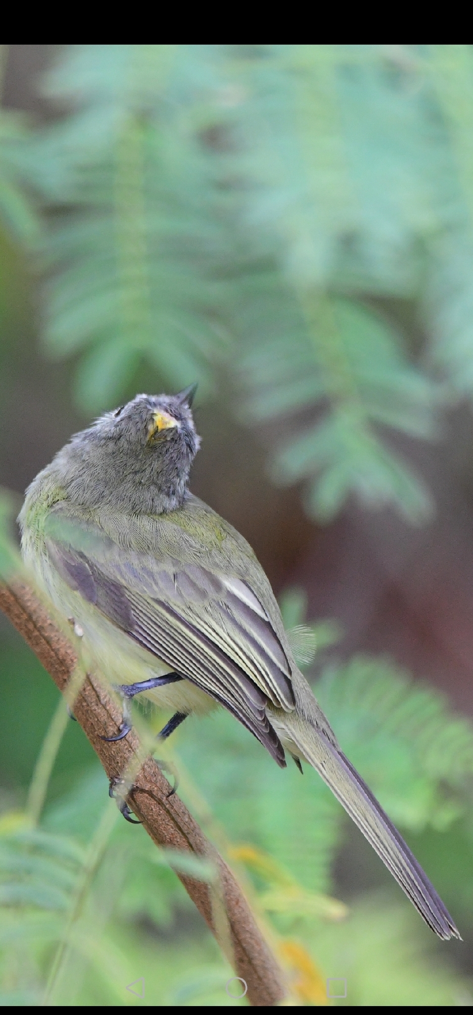 Greenish Elaenia (Myiopagis viridicata), photo 7