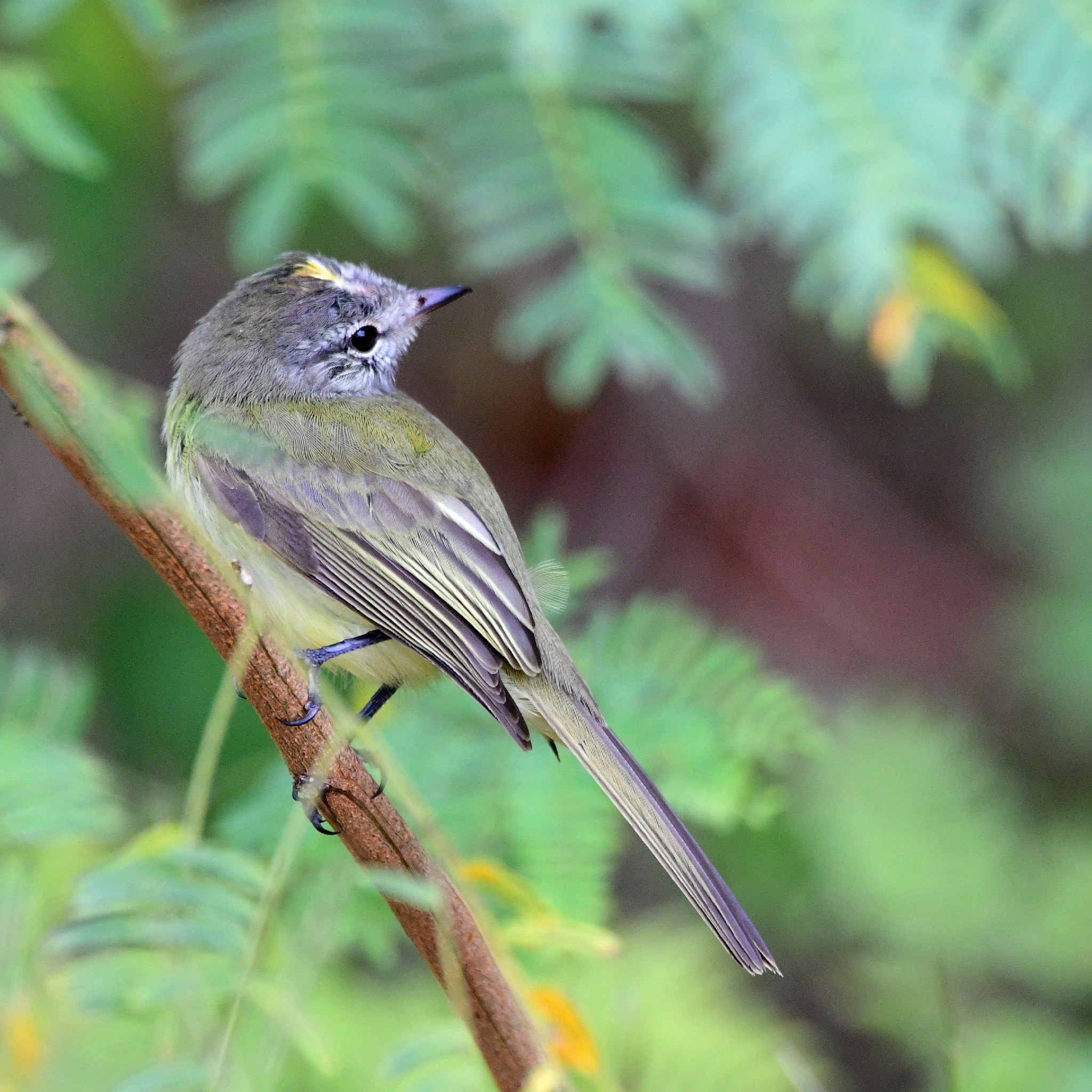 Greenish Elaenia (Myiopagis viridicata), photo 8