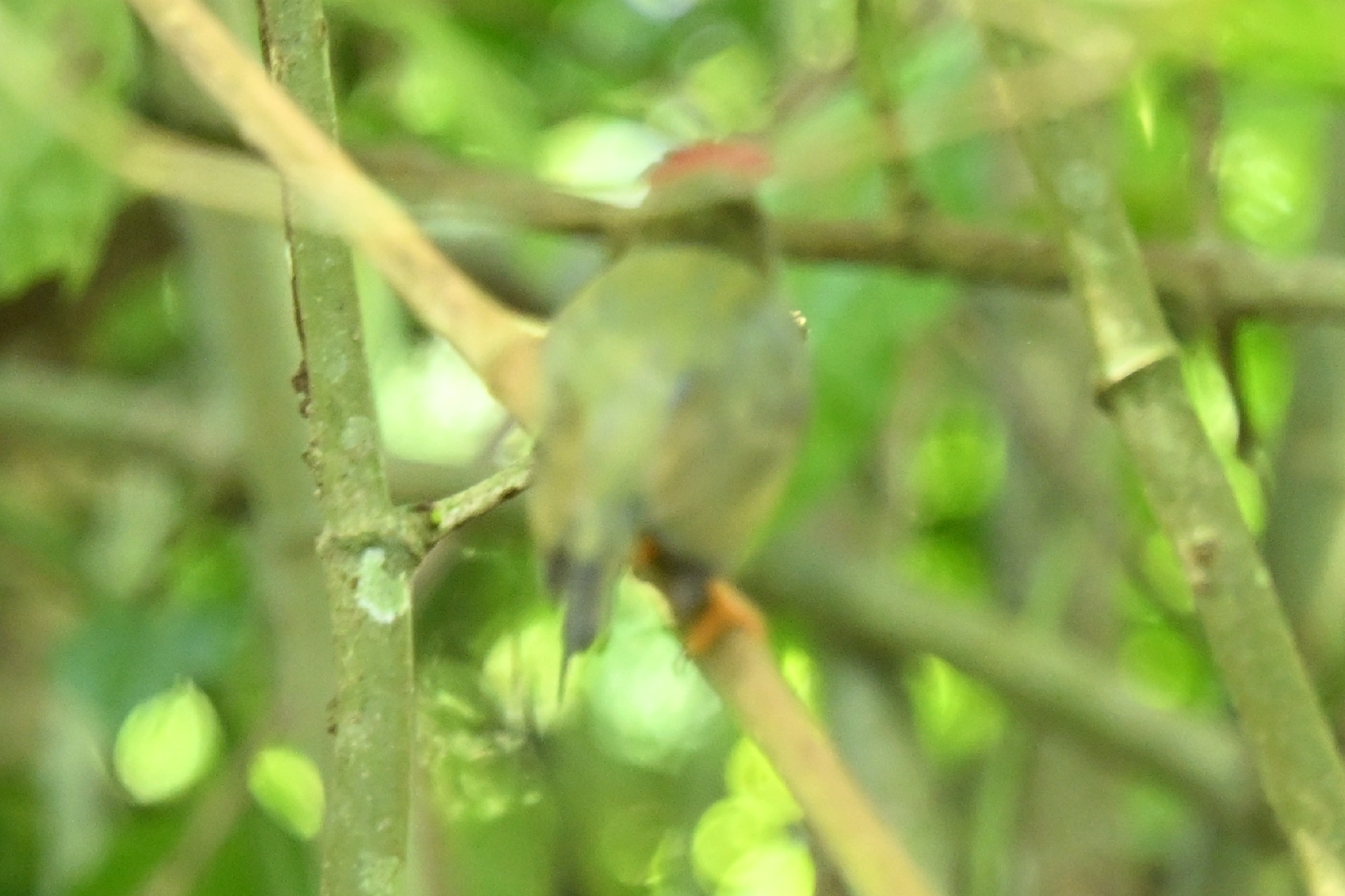 Lance-tailed Manakin (Chiroxiphia lanceolata), photo 4