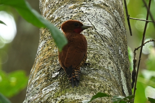 Cinnamon Woodpecker (Celeus loricatus), photo 4