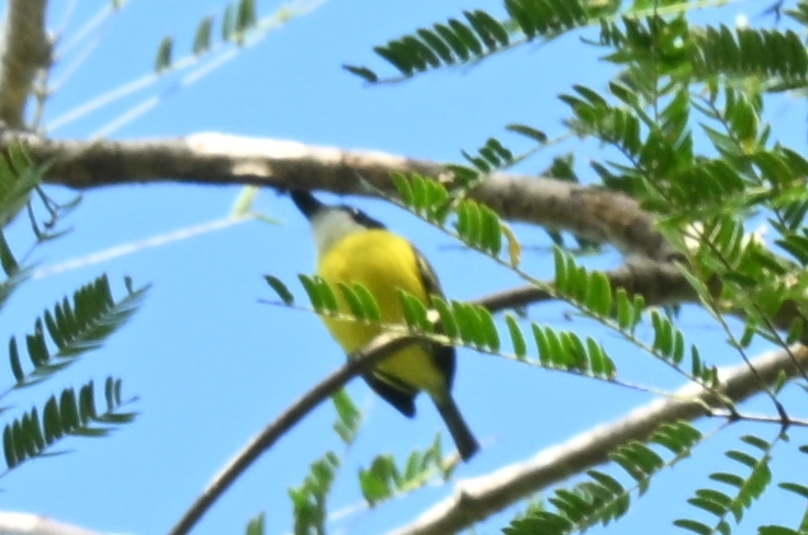 Black-headed Tody-Flycatcher (Todirostrum nigriceps), photo 2