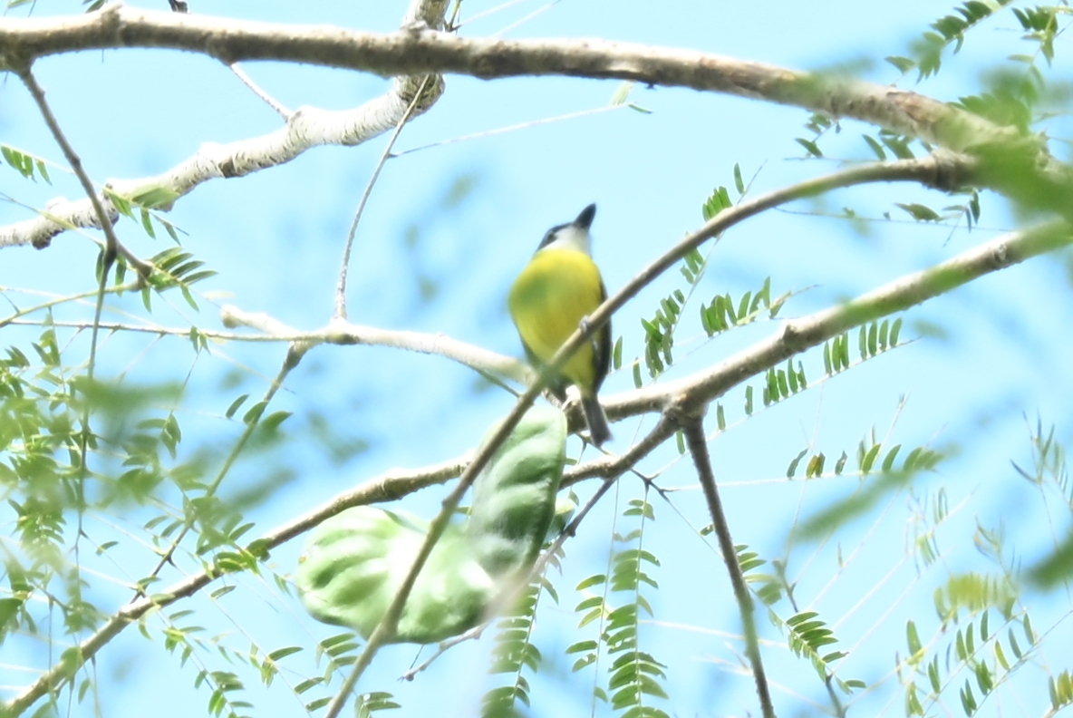 Black-headed Tody-Flycatcher (Todirostrum nigriceps), photo 3