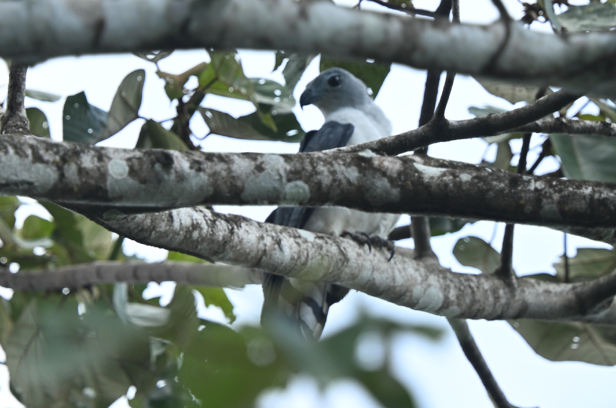 Grey-headed Kite (Leptodon cayanensis), photo 4