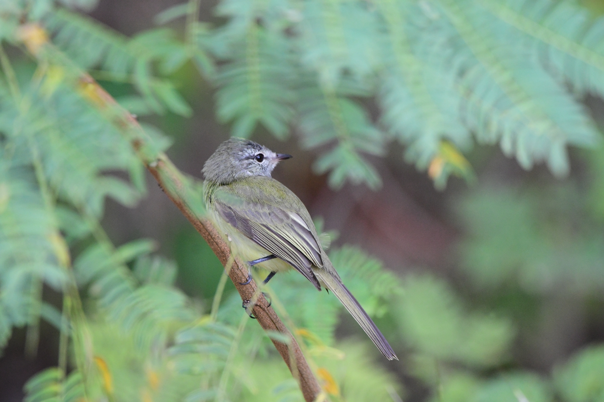 Greenish Elaenia (Myiopagis viridicata), photo 9