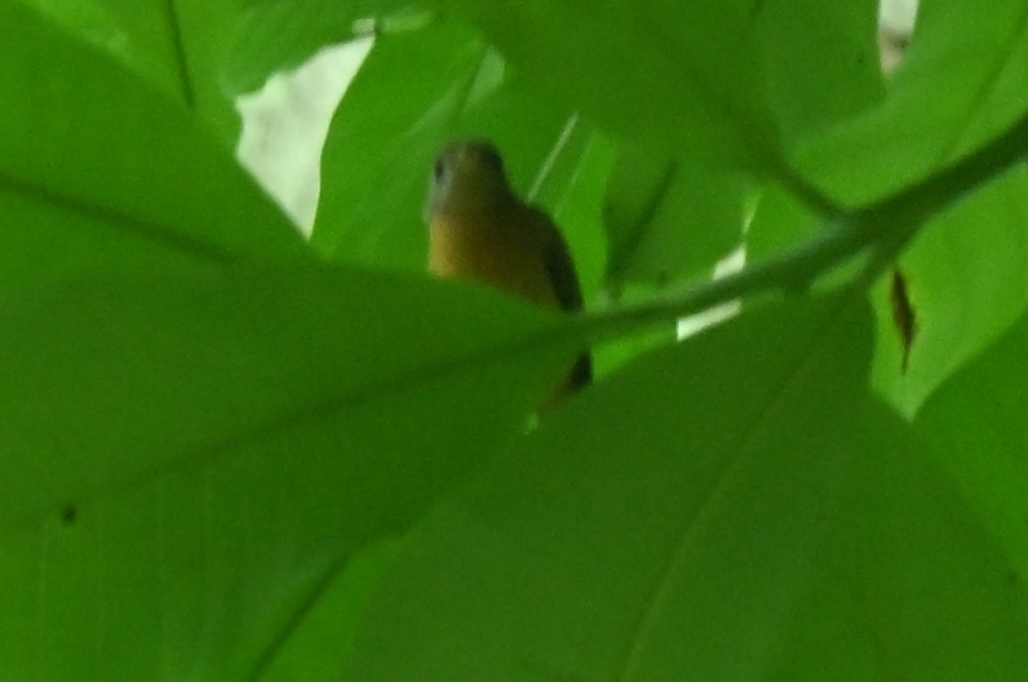 Ruddy-tailed Flycatcher (Terenotriccus erythrurus), photo 3