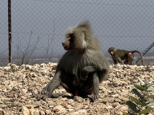 Hamadryas Baboon