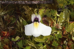 Mazus radicans