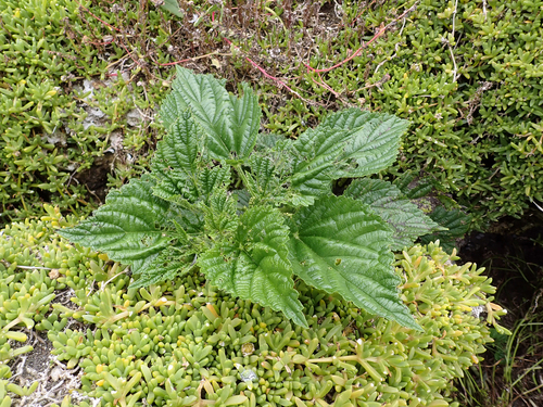 Urtica australis, photograph 6