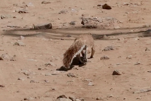 Unstriped Ground Squirrel