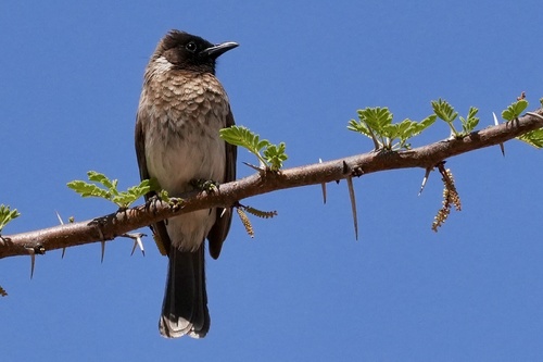 Common Bulbul