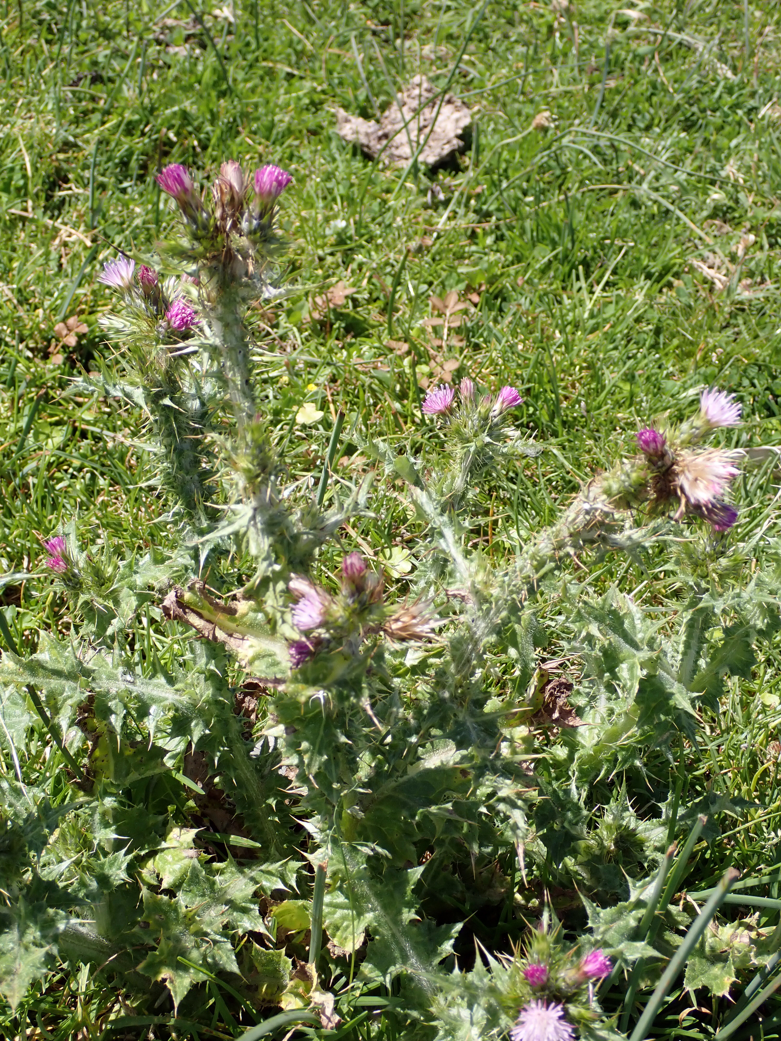 Slender thistle