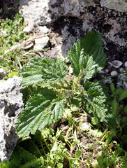 Urtica australis, photograph author not stated, no rights reserved