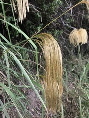 Miscanthus nepalensis