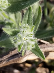 Cryptantha barbigera