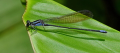 Acanthagrion