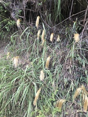 Miscanthus nepalensis