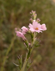 Leptorhabdos parviflora