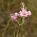 Leptorhabdos parviflora - Photo (c) Rob C. H. M. Oudejans, some rights reserved (CC BY-NC), uploaded by Rob C. H. M. Oudejans