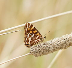 Oreixenica kershawi