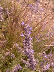 Salvia abrotanoides