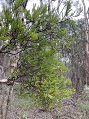 Amyema gaudichaudii