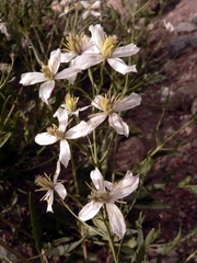 Clematis songorica