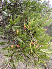 Amyema gaudichaudii