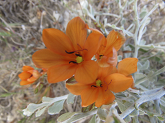 Tritonia deusta miniata