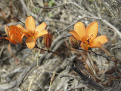 Tritonia deusta miniata