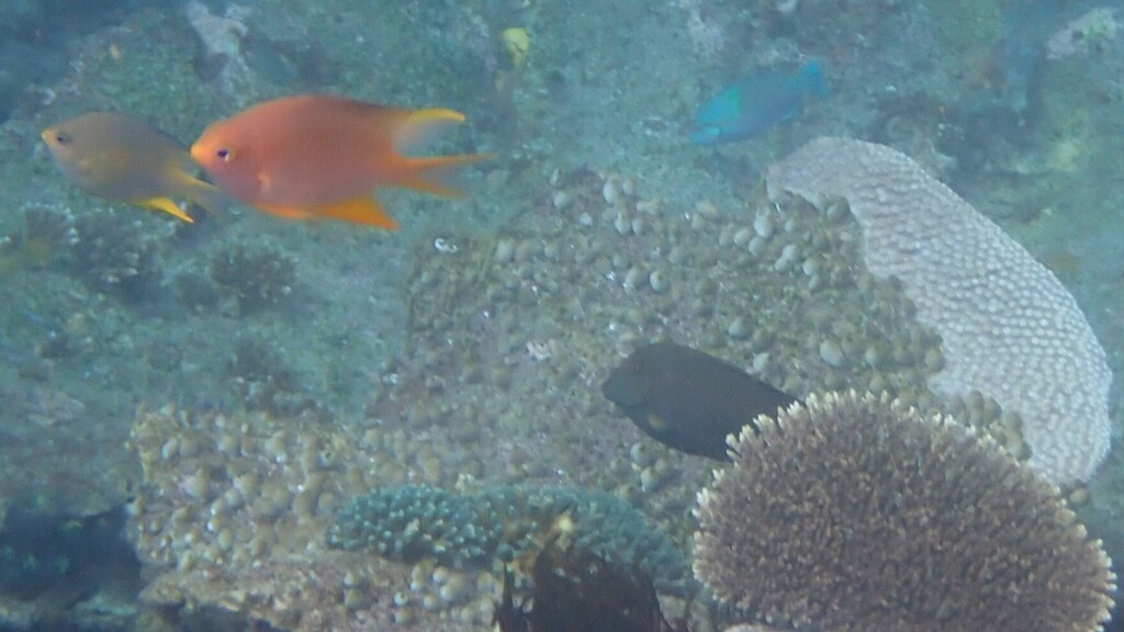 Golden Damsel (Amblyglyphidodon aureus)